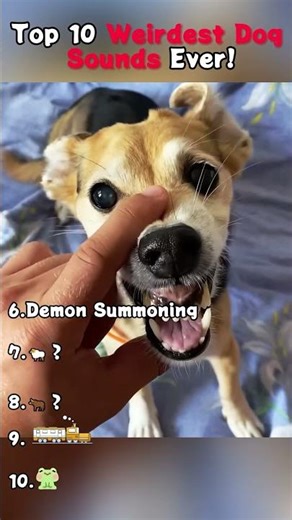 Top 10 Weirdest Dog Ever!Sounds..#dog#fouryoupage#funny#fypシ#pets#usaus#foryou
