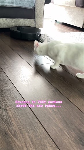 Snowy vs. The Alien Vacuum 🤖 (Snowy 对战外星吸尘器)。謎（なぞ）のロボット掃除機（そうじき）と対決（たいけつ）！？새로 온 로봇청소기가 너무 궁금한 고양이