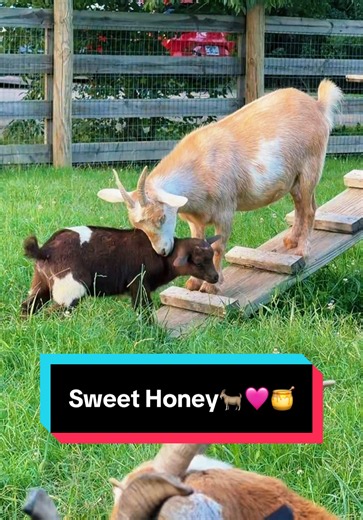 Sweet Honey — Cute Twins Playing with Slide and Baby Kicks