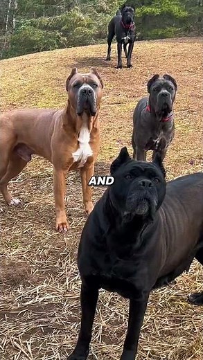 Never Underestimate Owners of These 4 Guard Dogs