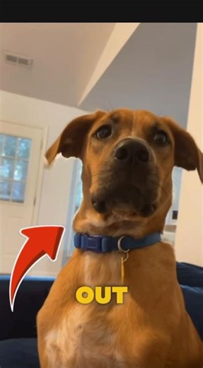 Bro Just Found Out He’s Adopted… Now He’s Questioning Everything 🐶💀