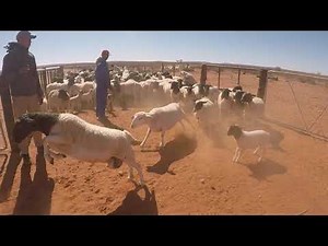 SHEEP FARM - NORTHERN CAPE SOUTH AFRICA