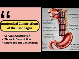 anatomical constrictions of the Esophagus
