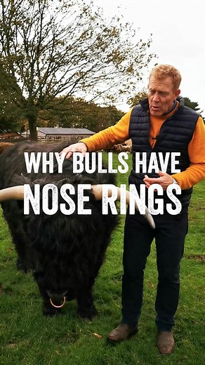 Why Do Bulls Have Nose Rings? Explained by Adam Henson