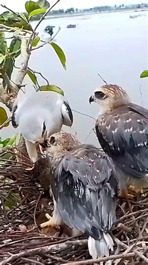 Black winged kite birds try to bite the baby's food3