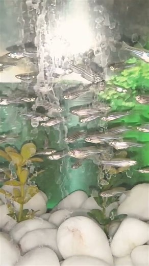 the world of zebrafish #movie #hanszimmer #piano #film