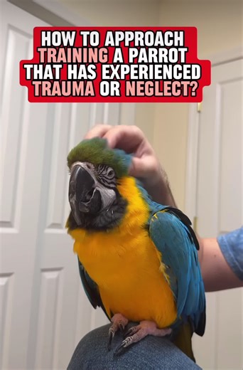 What do you do if a parrot has experienced past trauma or neglect? If a parrot has been adopted or rescued from a bad situation in the past, how do you go about building trust and correcting things? This video briefly discusses my advice about training a parrot that has been neglected or has had traumatic experiences before. #parrot #parrots #parrotsofinstagram #happy #pets