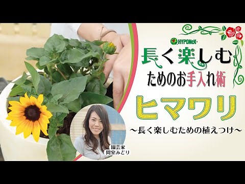 🌸04:ヒマワリの育て方 長く楽しむための栽培法