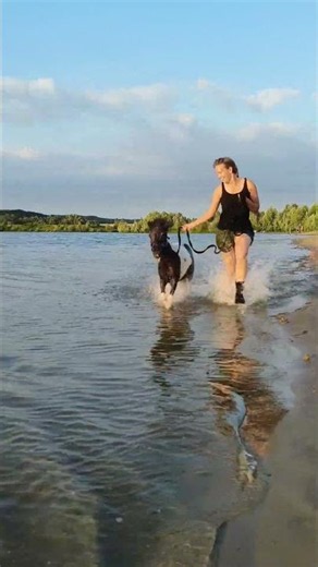 Smarties dares to go into the water?! 😱💦 | PaardenpraatTV #horses #horse #paardenpraattv #equestrian