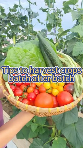 #planting #agriculture #agriculturelife #crops #harvest #agricultural #plantingtips #plantingseason #vegetablegarden #vegetables | Agriculture 2.1