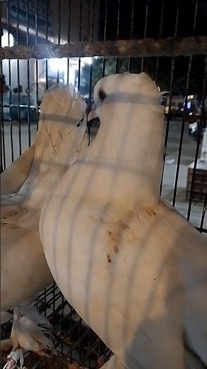 Elegant White Pigeons Showing Affection 💕 | #BudgieLoveNest