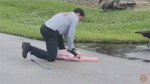 35K views · 723 reactions | WATCH: Florida firefighter captures invasive 40-pound boa constrictor "menacing" a community. https://trib.al/FguzMpy | Fox News | Facebook