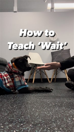 Unleash the Power of ‘Wait’! Teach Your Dog the Essential Command! 🐶💡 ‘Wait’ instills good manners and impulse control in your dog’s life! From mealtime to doorways, this versatile skill is a must-have! Learn how in our guide. Have any questions? Ask our ABT staff! 💬✨ See your doggie thrive with the power of ‘wait’! 🌟🐾 #DogTraining #WaitCommand #ImpulseControl | ABT-Plus