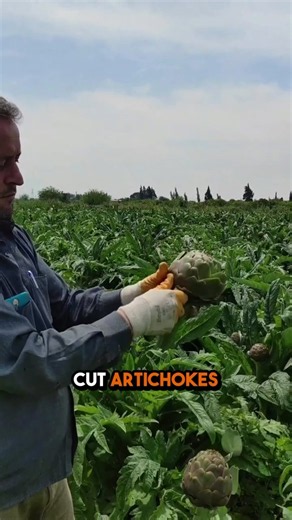 How to Trim an Artichoke and Why You Cut So Much Off