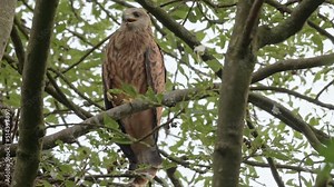 red kite (Milvus milvus), subadults fledgling at nest Heinsberg, North Rhine-Westphalia, Germany