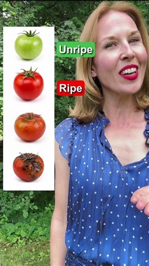 Tomato Vocabulary 🍅