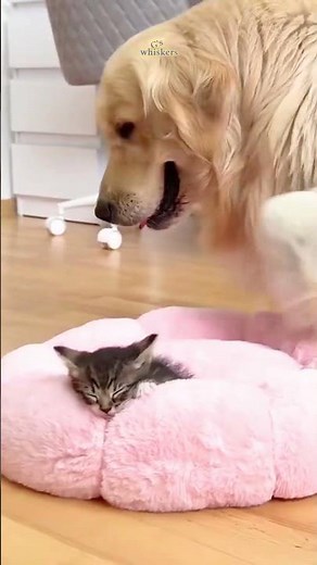 Cat & Dog Besties😻🐶 | Cutest Bonding Moments
