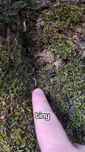 6 Astounding Animal Discoveries in 2025 | Random Facts In The World