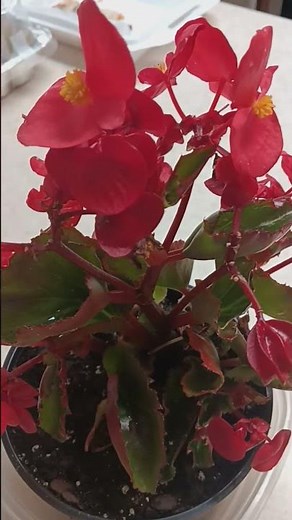 How to grow a begonia house plant care guide (tutorial)