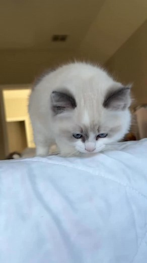 Get to know more about sweet Raspberry | Pearl's Ragdolls