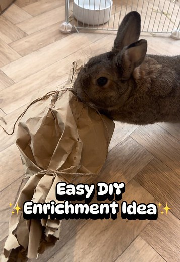 DIY Enrichment Ideas for Bunnies at Home