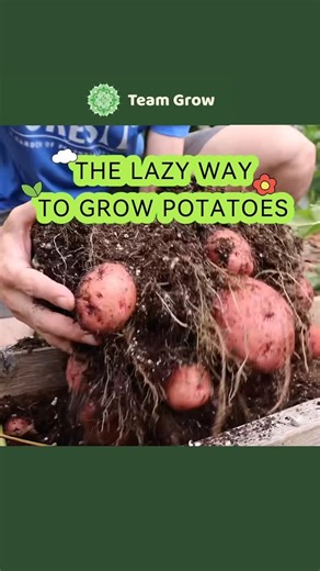 Team Grow on Instagram: "Massive Lazy Potato Harvest 😮"