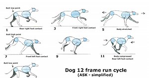 Dog Run Animation Tutorial
