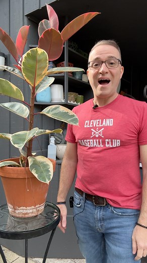 Treating for mealy bugs! #mealybugs #plantpests #indoorplants #plantcare | Ohio Tropics Houseplant and Garden Care