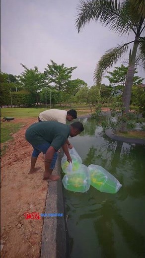 Ended up a new koi pond project with SUMI - 90 RDF and imported koi 🇮🇳🇯🇵 at Nandhi hills, Bangalore