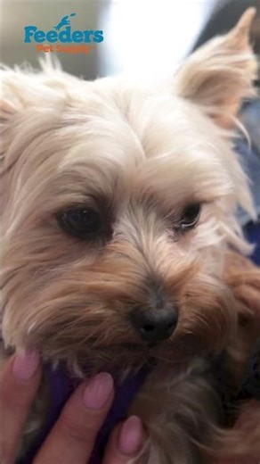 Feeders Pet Supply Overview D