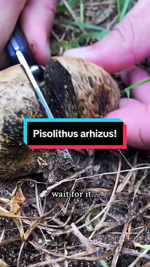 get in the wayback machine and let’s admire this incredible Pisolithus arhizus once again! #lifeontiktok #tiktokpartner #mushroomauntie #foragersoftiktok