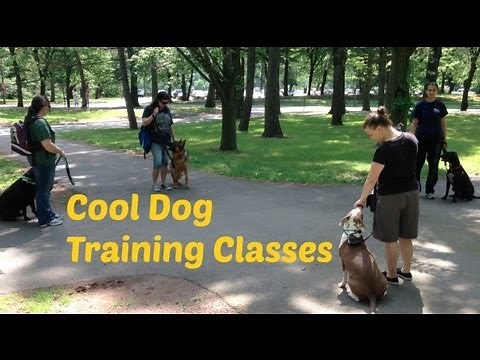 Getting Creative with Dog Training Classes