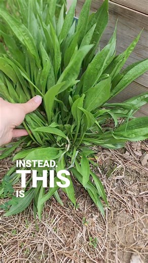 7 Edible Weeds you might find in your garden! This is more for awareness than plant identification. Always forage responsibly and don't eat something if you don't know what it is. Ox-eye daisy, St. John's Wort, Chickweed, Clover, Wood Sorrel, and Sheep Sorrel #wildfoodlove #foraging #forager #foragedfood #weeding #apothecarymary #wildedibles | Apothecary Mary