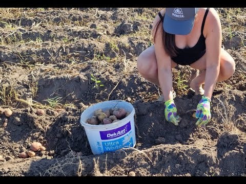 Harvest Day in the Countryside Simple Village Life, Digging Potatoes & Herding Cows ASMR Natr Sounds