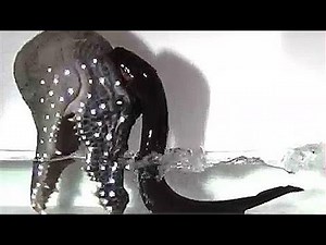 New Study Reveals How Electric Eels Deliver Deadly Shocks