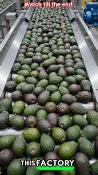 You Won't Believe These Avocados Become Pure Oil! 🥑😱