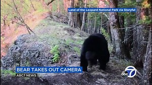Curious bear scratches back against a tree then takes out wildlife camera