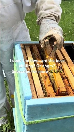 Chilling… or Getting Angry? 😬🐝 | Beekeeping