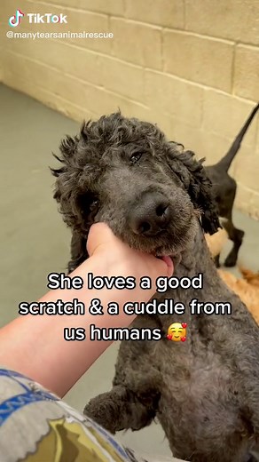 6 year old female Standard Poodle needs a new 🏡 #manytearsanimalrescue #poodle #rescuedog #rescuedogs #adopt #southwales #dogrescue #dogshelter #uk #standardpoodle #rescuepoodle #fyp #fypシ