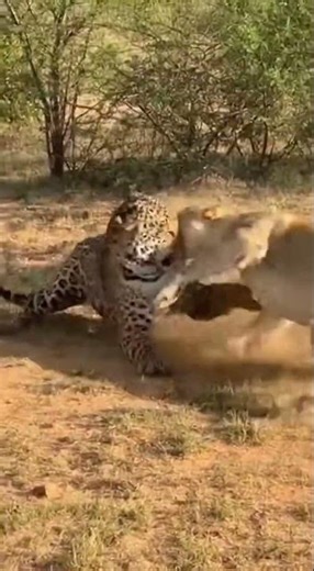 Jaguar Ambushes Lioness — Violent Cat Fight! #jaguar #lion #wildlife #wildanimals