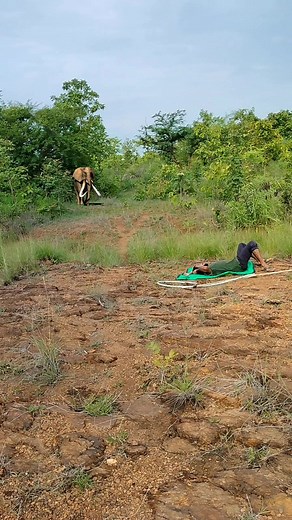 African elephant 🐘 attack #reels #viral #trending #elephant | Srikanta Dehury