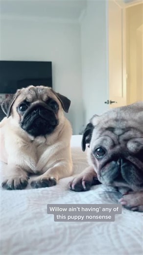 Puppies, am i rite? #pugpuppy #pugs #pugsoftiktok #fyp #foryou #foryourpage