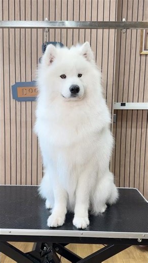 ASMR Episode 42: Mr Darcy the Samoyed🛁🫧 #doggrooming #asmr #dogasmr #samoyed #samoyedpuppy