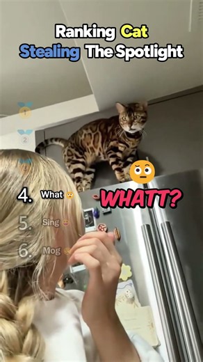 Ranking CATS STEALING THE SPOTLIGHT Core Moments!! 🐱😂