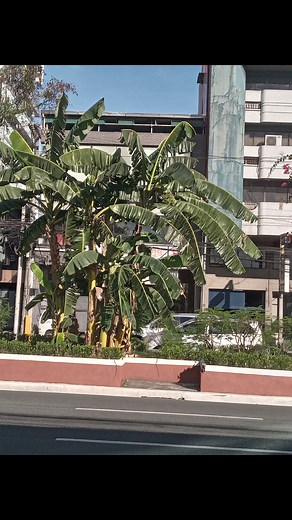 #facebookviral #hashtags #fyp | Jimmy Ubas