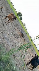 #Aatih to chel h aati h to chel 🥰😝🤪😜 | Suman Suman