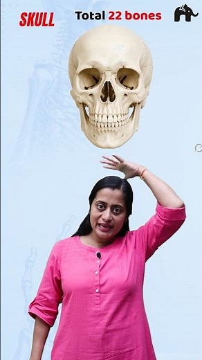 Skull : Skeletal system Class 11 Biology | Locomotion and Movement #concepthogacrystalclear