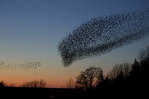 Starling murmurations | The Wildlife Trusts