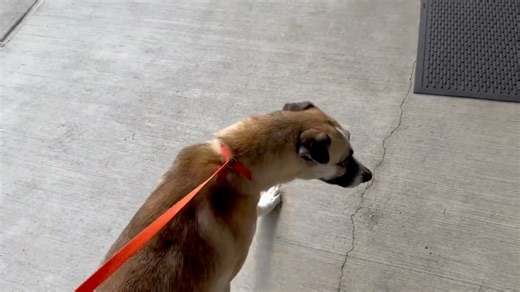 🐾 Meet Leonardo, our Large Dog of the Week! 🖤 This 2-year-old Border Collie mix is smart, loyal, and ready to be your new best friend. Come meet him at the Houston SPCA and give him the forever home he deserves! 🏡✨ Meet more of our available pets: https://houstonspca.org/available-pets/ | Houston SPCA