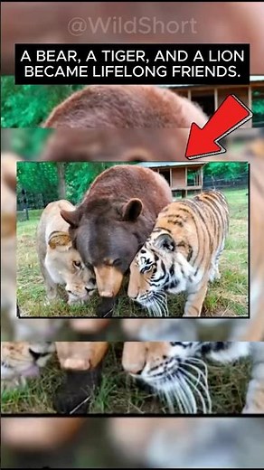 🦁They Were Rescued And Now Live Together🐻 | An Unlikely Friendship: Bear, Tiger, and Lion🐅